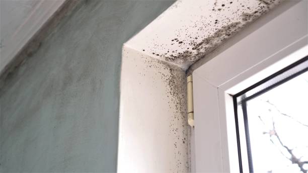 Best Bathroom Mold Remediation in Mcrae Helena, GA