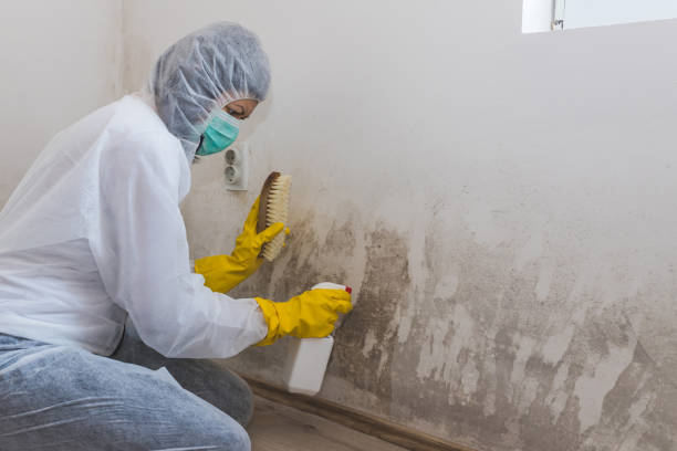 Best Attic Mold Remediation in Mcrae Helena, GA