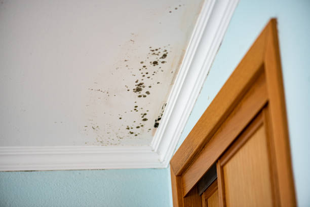 Best Residential Mold Remediation in Mcrae Helena, GA