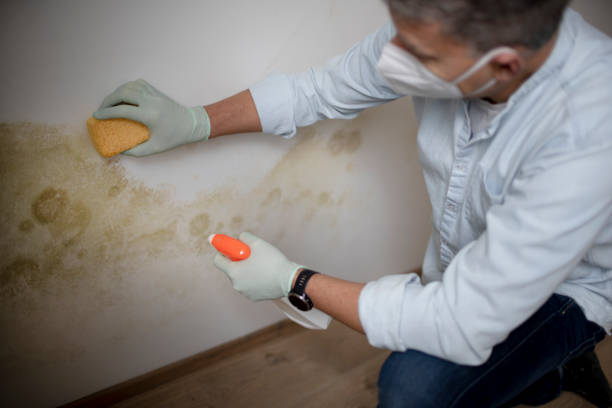 Best Residential Mold Remediation in Mcrae Helena, GA