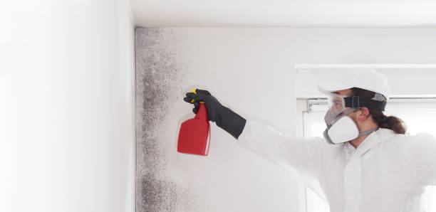 Best Insurance-Related Mold Remediation in Mcrae Helena, GA