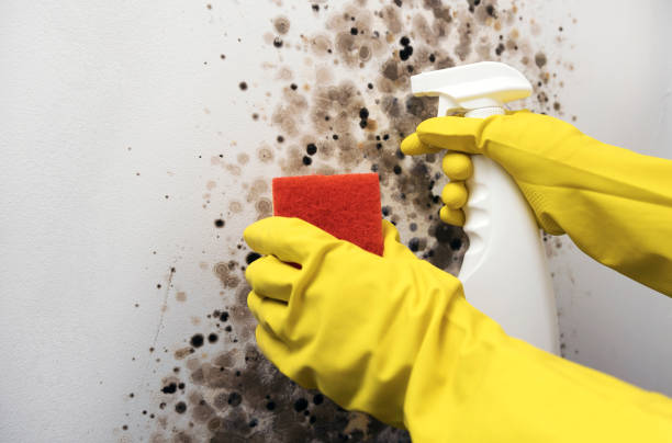 Best Basement Mold Remediation in Mcrae Helena, GA