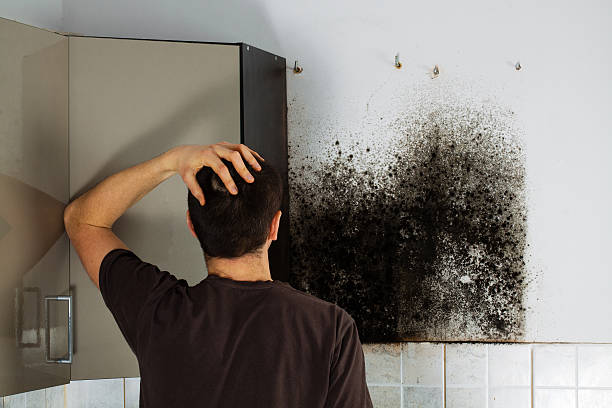 Best Black Mold Remediation in Mcrae Helena, GA