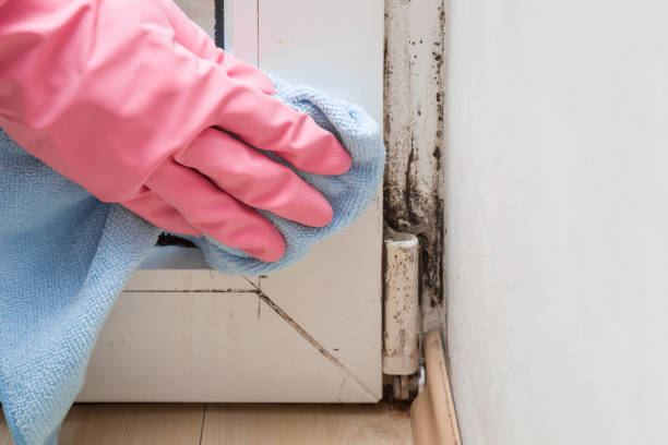 Best Preventive Mold Services in Mcrae Helena, GA